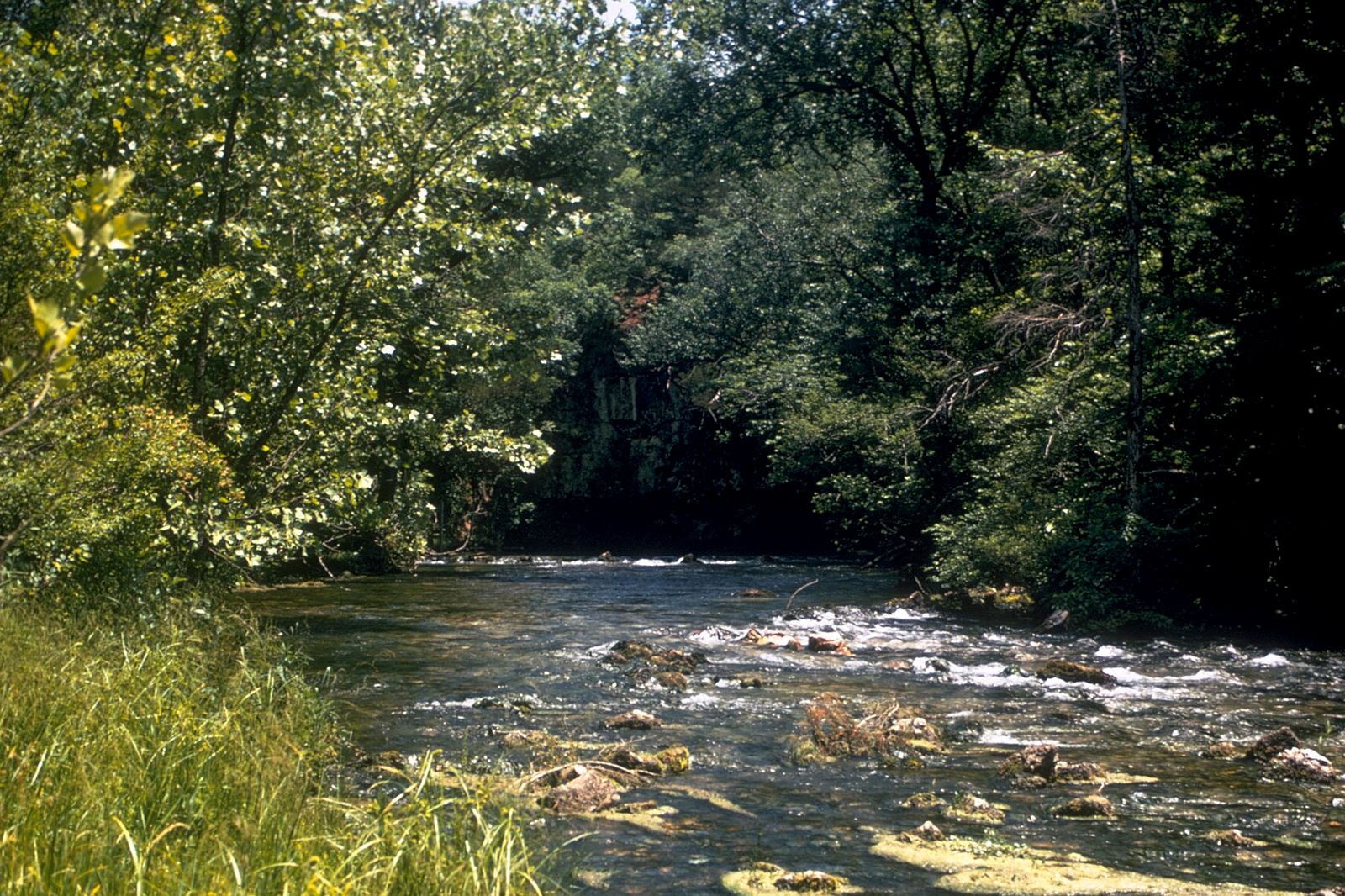 Clear spring-fed stream running past grassy banks and hardwood forest in the Missouri Ozarks